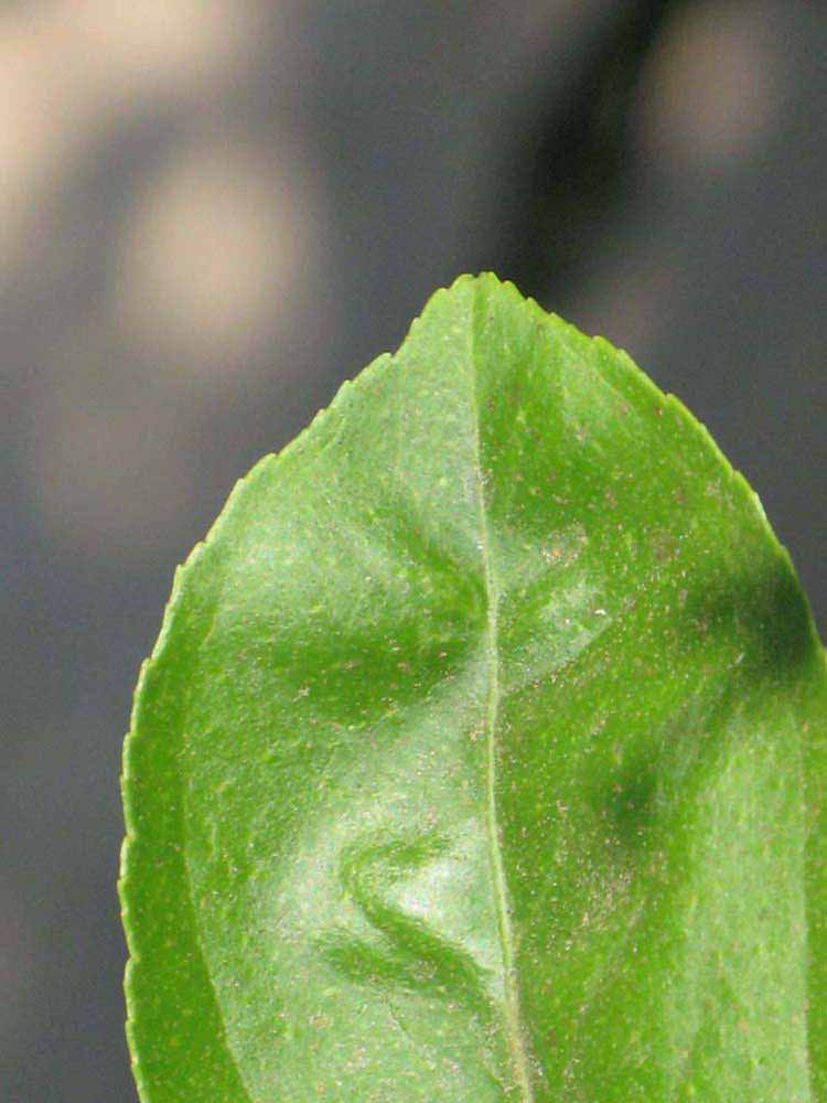              Margin (Riverside, CA)       